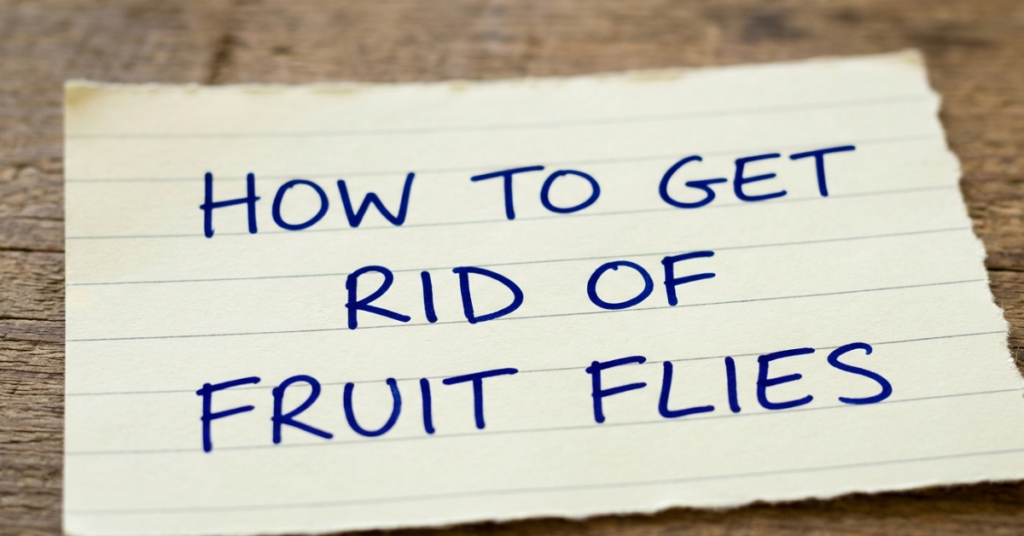 How to Get Rid of Fruit Flies: A Simple, Effective Guide
